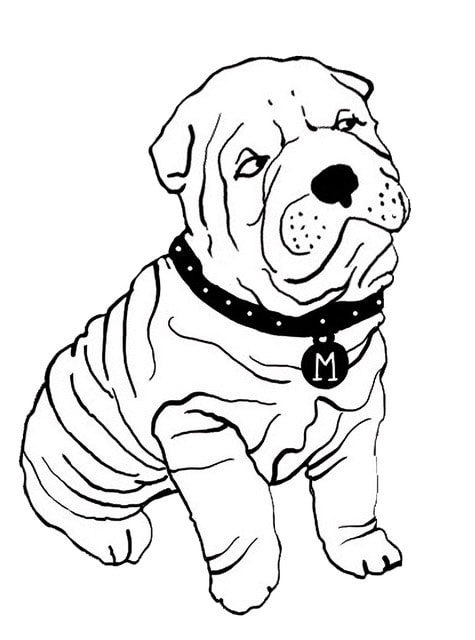 bouledogue marinho